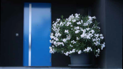 Niebieskie drzwi wejściowe oraz donica z kwiatami